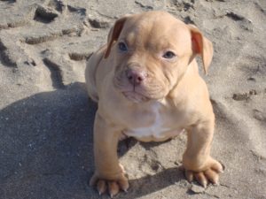 red-nose-pitbull-puppy